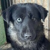 Aika Welpe W Valcea